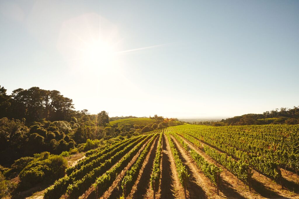 A sprawling vineyard stretches across rolling hills under a clear blue sky with the sun shining brightly.