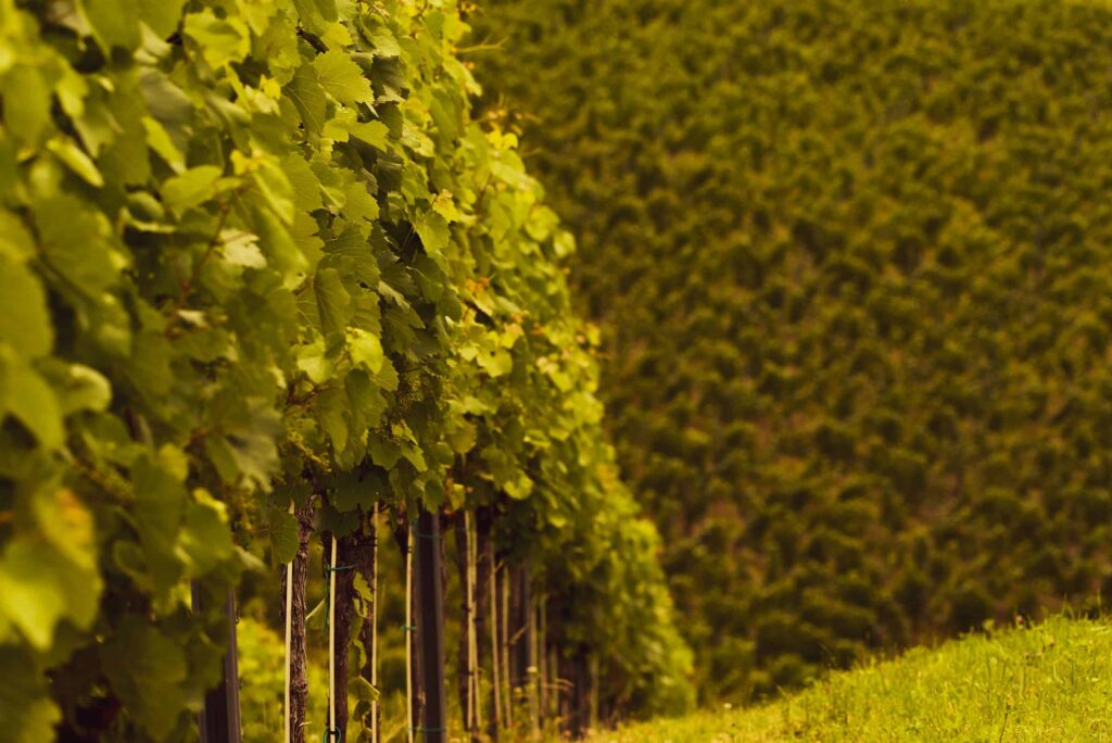 A vineyard with rows of lush green grapevines stretches into the distance.